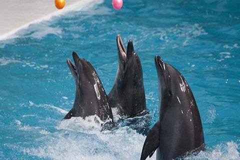 From Belek: Dolphin Show with Transfers