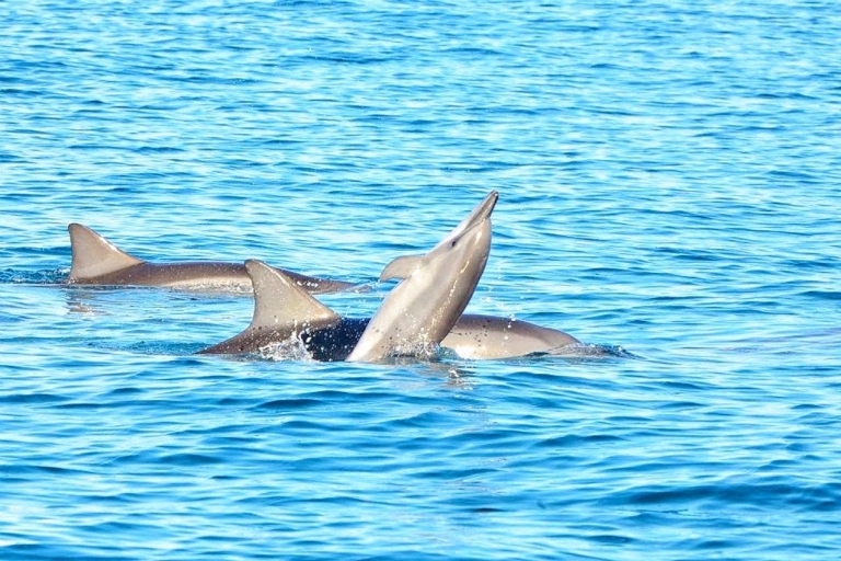 Zwemmen met wilde dolfijnen en 4 noordelijke stranden met vervoerPrivétaxi met gedeelde wilde dolfijnzwemmen