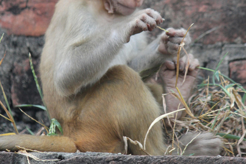 Desde Jaipur Excursión de un día al Parque Nacional de Sariska con SafariSafari matinal