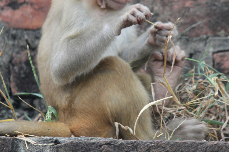 Depuis Jaipur : Excursion d&#039;une journée dans le parc national de Sariska avec safariSafari matinal