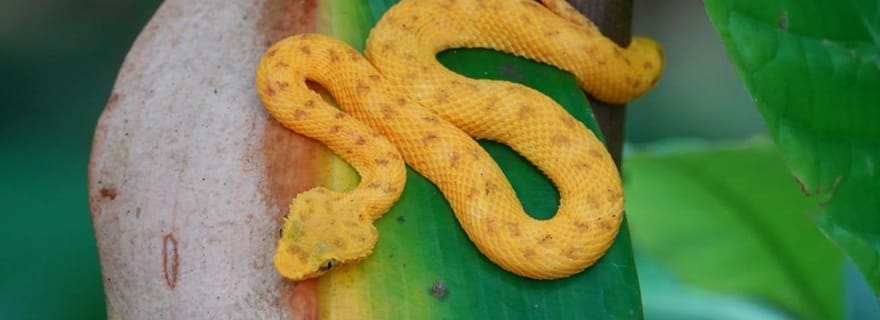 Cahuita : Randonnée guidée dans le parc national de Cahuita