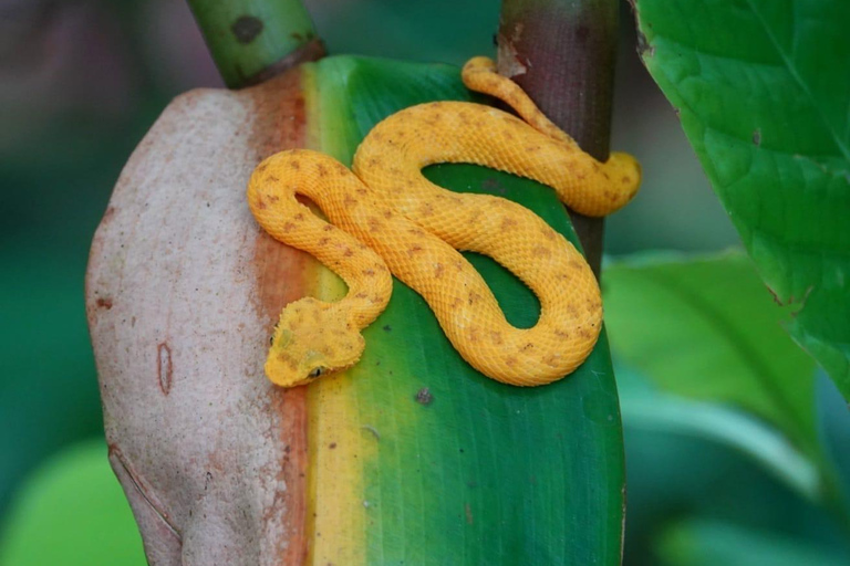 Cahuita: Begeleide wandeling door het Nationaal Park Cahuita