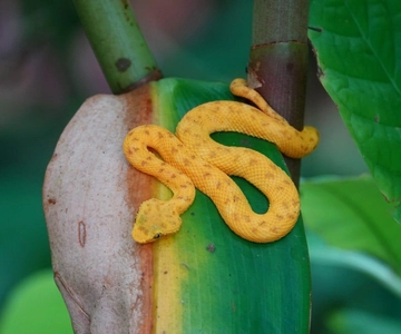 Cahuita: Guided Hike Through Cahuita National Park