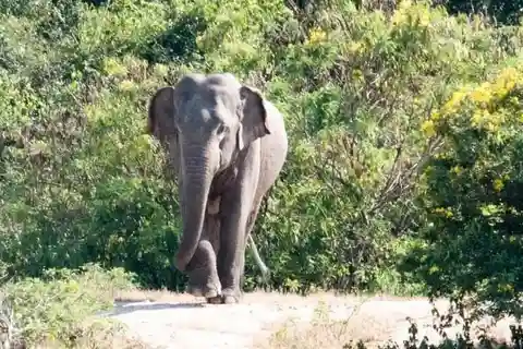 Wilpattu National park with Safari jeep & Entrance ticket