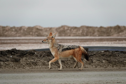 Swakopmund: Namib Desert Sunrise, Seals & Sandwich Harbour