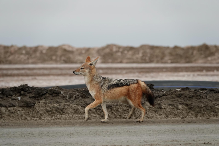 Swakopmund: Namib Desert Sunrise, Seals & Sandwich Harbour