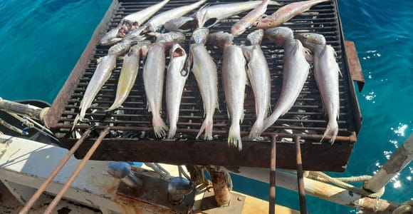 Zadar: Angelausflug mit Mittagessen und Schwimmen inklusive