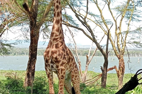 Nairobi: Crescent Island Sanctuary Day Trip with Lunch Nairobi: Crescent Island Sanctuary private day Trip