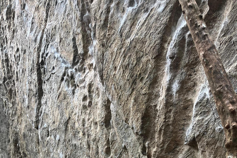 ريو دي جانيرو: جولة في غابة تيجوكا وبيدرا بونيتا بالسيارة