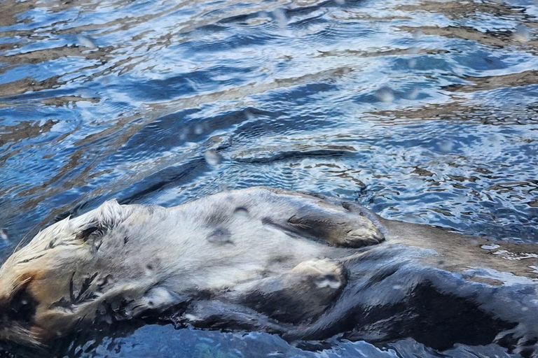 Tour privato Monterey, Acquario, 17 miglia di strada, Carmel