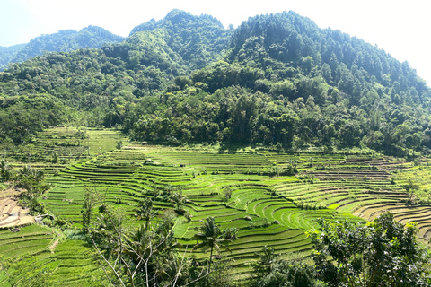 Tour particular aos terraços de arroz do Templo Selogriyo com almoço localDe Borobudur: Terraços de arroz Selogriyo e colheita de café