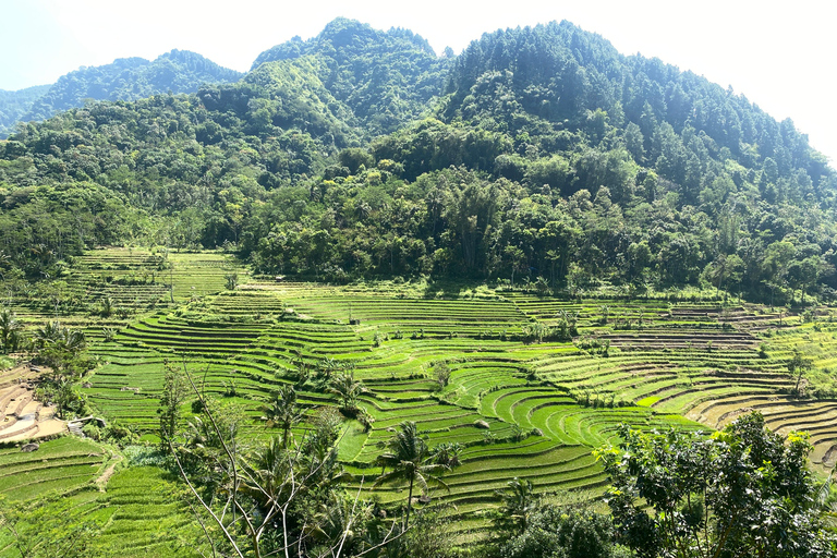Tour particular aos terraços de arroz do Templo Selogriyo com almoço localDe Borobudur: Terraços de arroz Selogriyo e colheita de café
