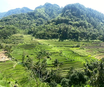 Selogriyo Temple Rice Terraces Private Tour with Local Lunch