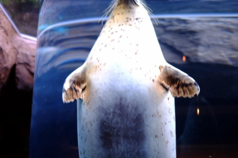 Sapporo: Asahiyama Zoo and Blue Pond Day Trip