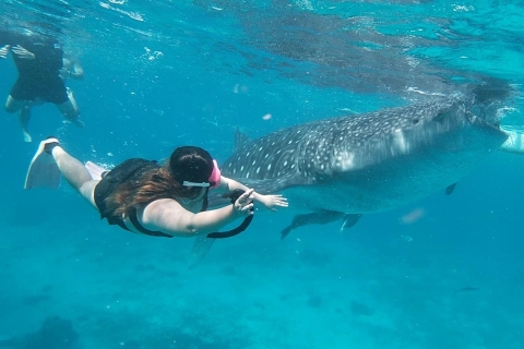 Cebú: Encuentro con tiburones ballena, cataratas Tumalog y Sumilon SanbarCiudad de Cebú: Tiburones ballena, Isla Sumilon y Cascadas Tumalog