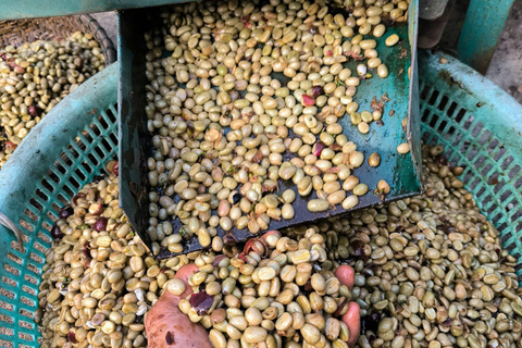 Dalat: piantagione di caffè, fabbrica di seta e tour culturaleDalat: tour tra piantagioni di caffè, fabbriche di seta e cultura