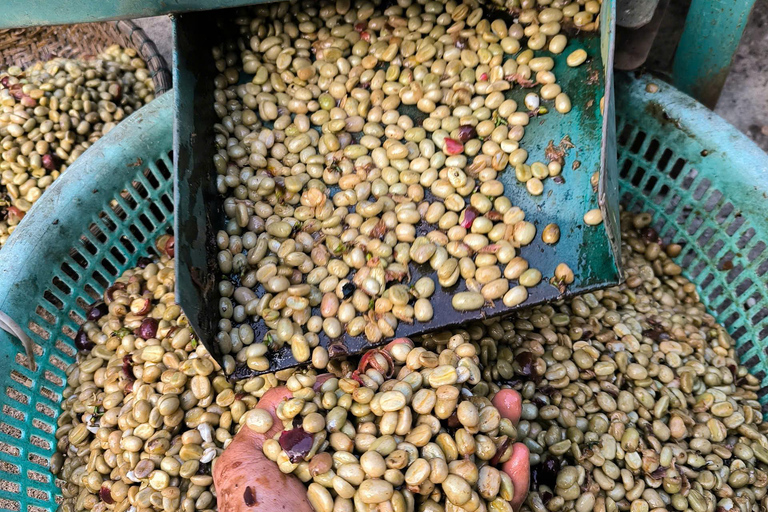 Dalat: piantagione di caffè, fabbrica di seta e tour culturaleDalat: tour tra piantagioni di caffè, fabbriche di seta e cultura