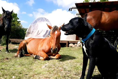 Villa Serrana: Excursión de lo más destacado que incluye pernoctación en el GeoDomo y paseos a caballo