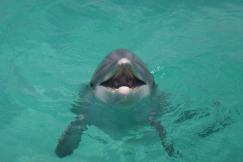 Shell Island Snorkel & Dolphin Catamaran Cruise