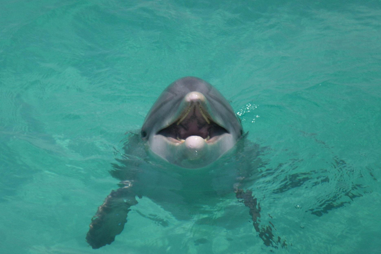 Shell Island Snorkel & Dolphin Catamaran Cruise