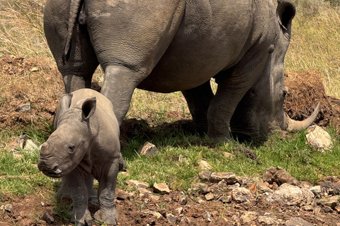 Nairobi Park Safari, Sheldrick's Orphanage & Giraffe Center Shared Drive in Open-Roof Van Game Drive