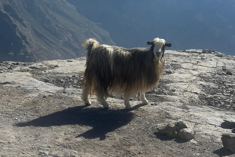 Mascate: Traslado en 4x4 a/desde Wahiba Sands, Jabal Shams o ...