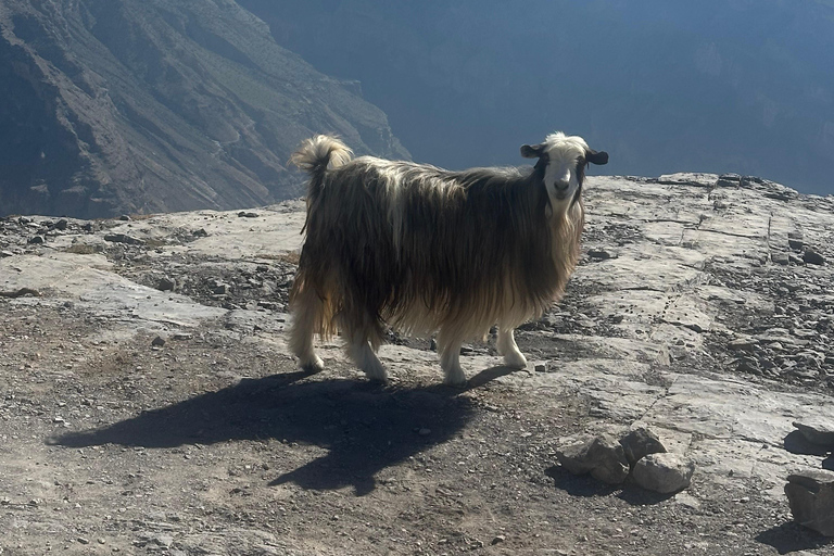 Mascate: Traslado en 4x4 a/desde Wahiba Sands, Jabal Shams o ...
