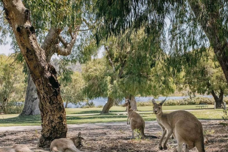 From Perth: Pinnacles, Sandboarding and Lobster Private Tour