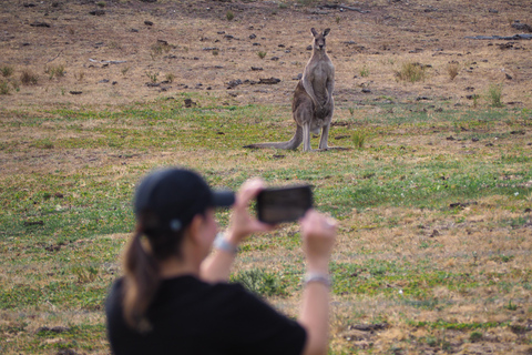 Safari med vilda djur i Sydney