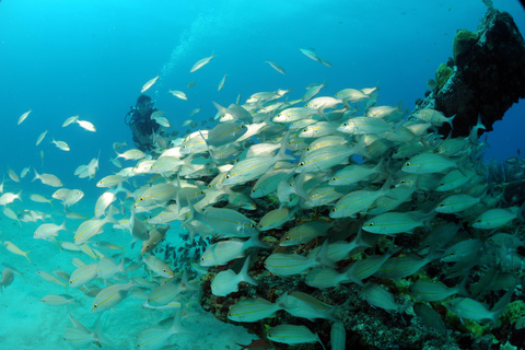 Half-Day Tour Dive Adventures Double Tank Dive