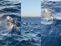 Pula, Brijuni Sunset Dolphin Watching Tour con cena/bebidas - Hizvo