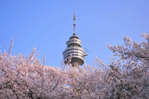 Daegu: Taxi Tour Privado Alquiler de Coches