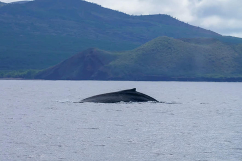 Winona Whale Watching Cruise - Maalaea Harbor