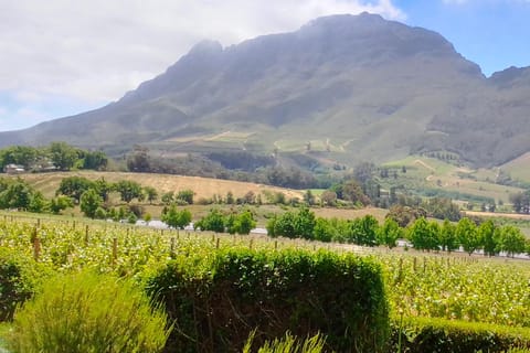 Cape Town: Quad Bike Ride, Ostrich Farm, and Wine Tour