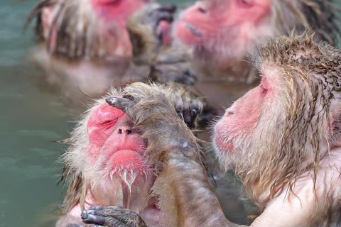 Tokyo: Nagano Day Trip with Zen Calligraphy & Tea Ceremony