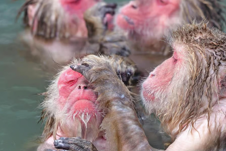 Tokyo: Nagano Day Trip with Zen Calligraphy & Tea Ceremony