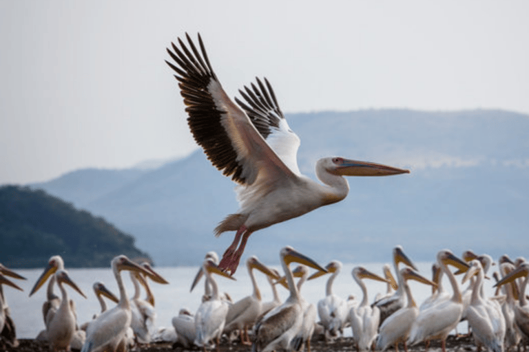 8 Days From Addis Ababa: Omo Valley Cultural & Tribal Tour