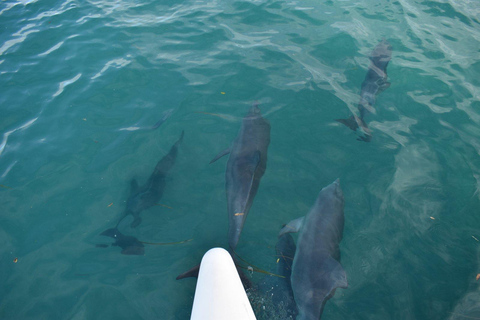 Gold Coast: Catamarano privato e pranzo sull&#039;isola