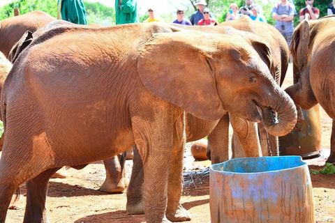 Nairobi: Privat tur till nationalpark, elefant och giraff