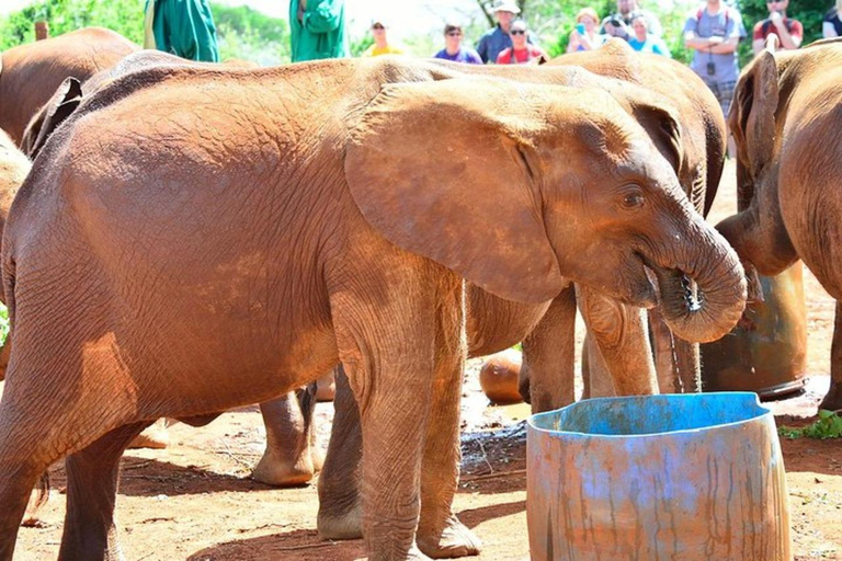 Nairobi: Privat tur till nationalpark, elefant och giraff