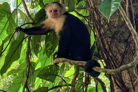 Carara National Park: Guided Walk Carara Costa Rica Nature