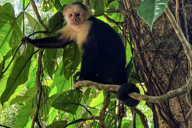 Manuel Antonio: Surfles voor iedereen - Costa Rica