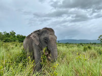 Viaje de día de Kulen Mountain con Picnic & Kulen Elephant Forest - Housity