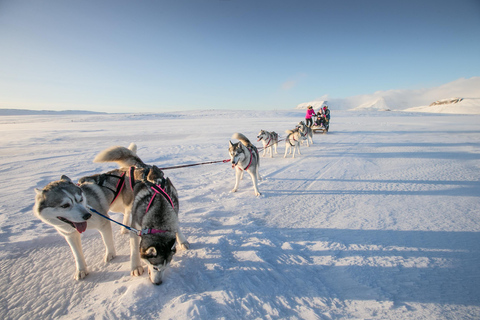 Winter Dog Sledding next to Reykjavik