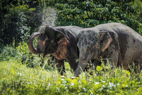 Phuket Elephant Sanctuary: Halvdag med vegetarisk måltidMötesplats