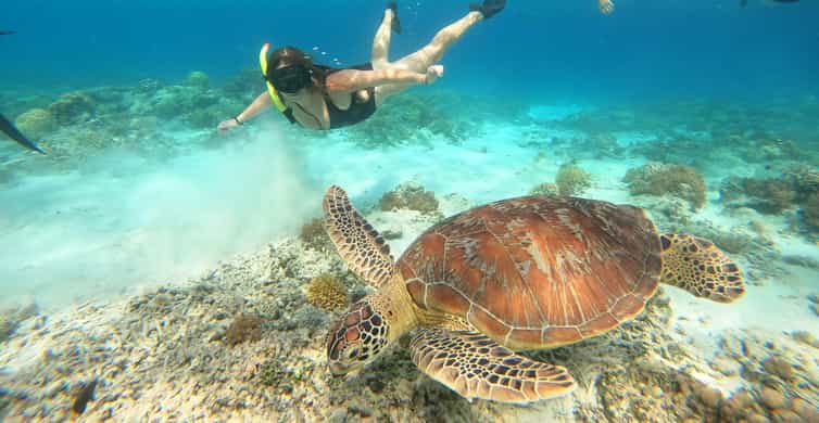 Gili Trawangan: Snorkeling privat (corali, statui, țestoase)