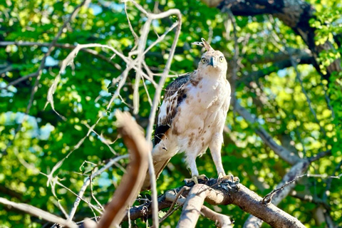 Private Udawalawe Safari & Lakeside Nature Break