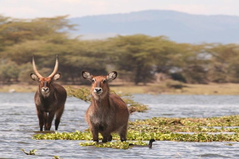 Z Nairobi: 6-dniowe Amboseli, jezioro Naivasha i Masai Mara ...