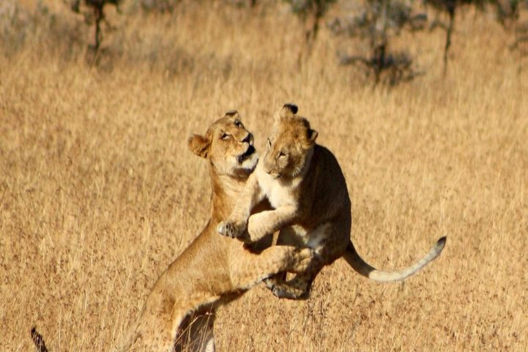 Nairobi: Safari di 6 giorni ai laghi della RiftValley e al Masai Mara con ...