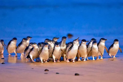 From Melbourne: Penguin Parade & Wildlife Eco Tour